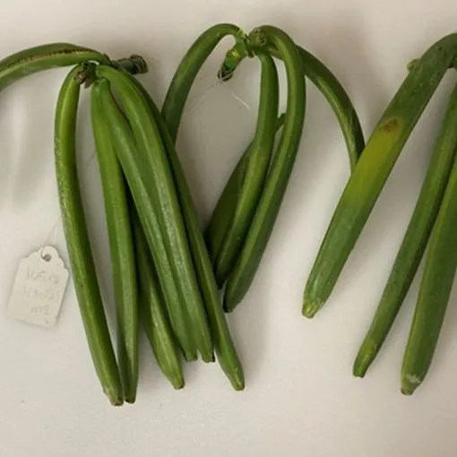 thumbnail for publication: Producción natural del extracto de vainilla